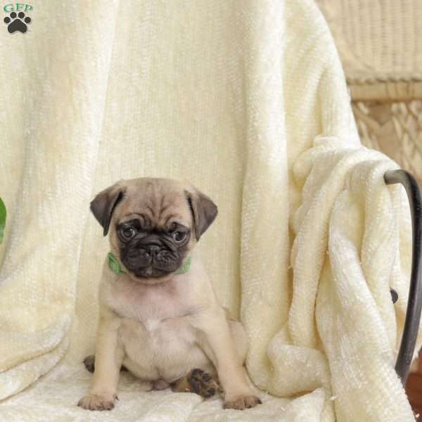 Toby, Pug Puppy