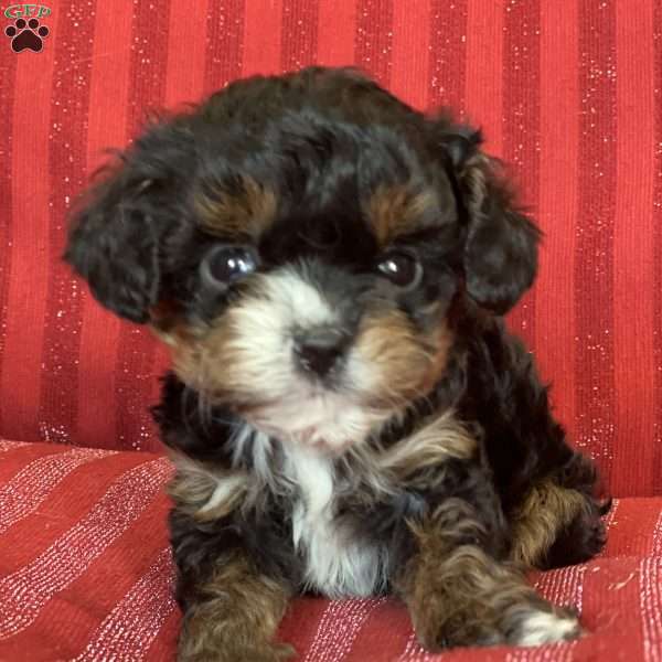 Sc0tty, Cavapoo Puppy