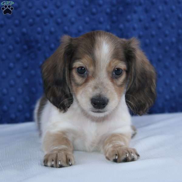 Byron, Dachshund Puppy