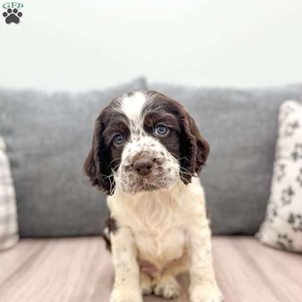 Rusty, English Springer Spaniel Puppy