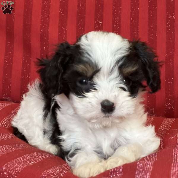 Simon, Cavapoo Puppy