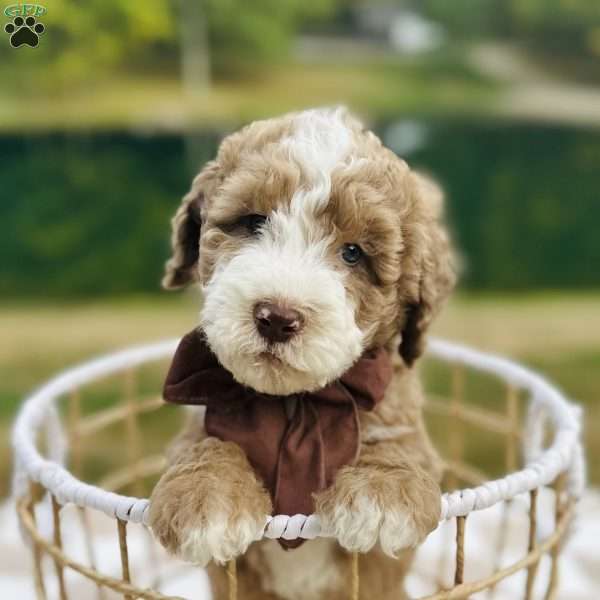 Kuma, Bernedoodle Puppy