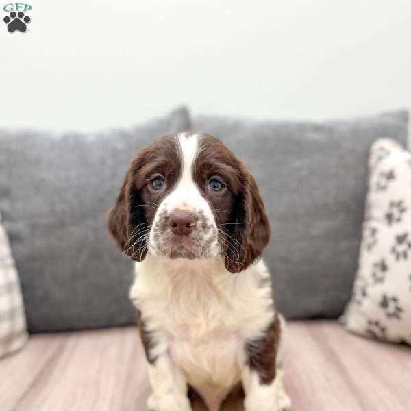 Rover, English Springer Spaniel Puppy