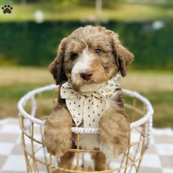 Paddington, Bernedoodle Puppy