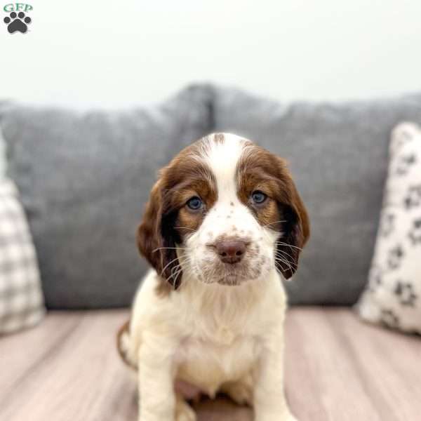 Pam, English Springer Spaniel Puppy