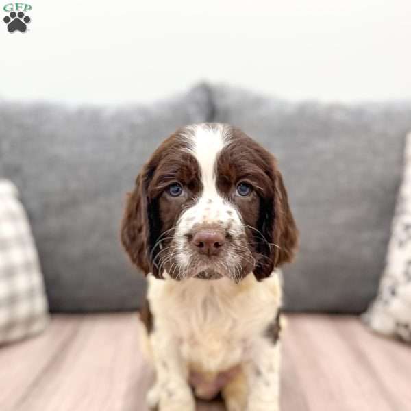 Sammy, English Springer Spaniel Puppy