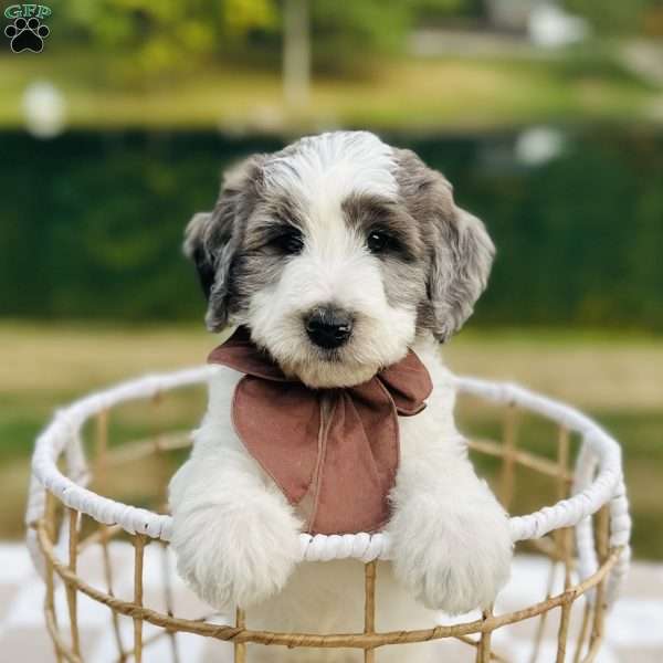 Panda, Bernedoodle Puppy