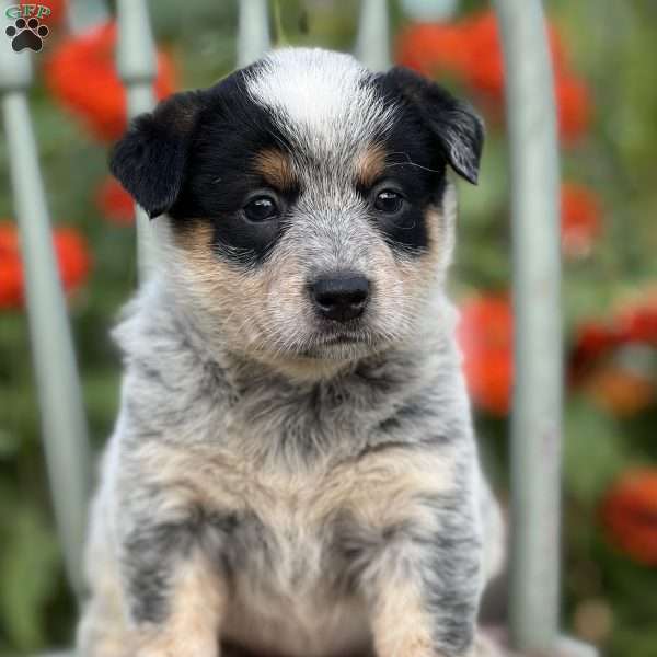 Dawn, Blue Heeler – Australian Cattle Dog Puppy