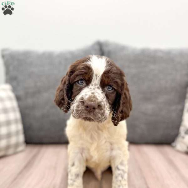 Teddy, English Springer Spaniel Puppy