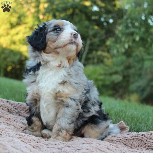 Riley, Mini Bernedoodle Puppy