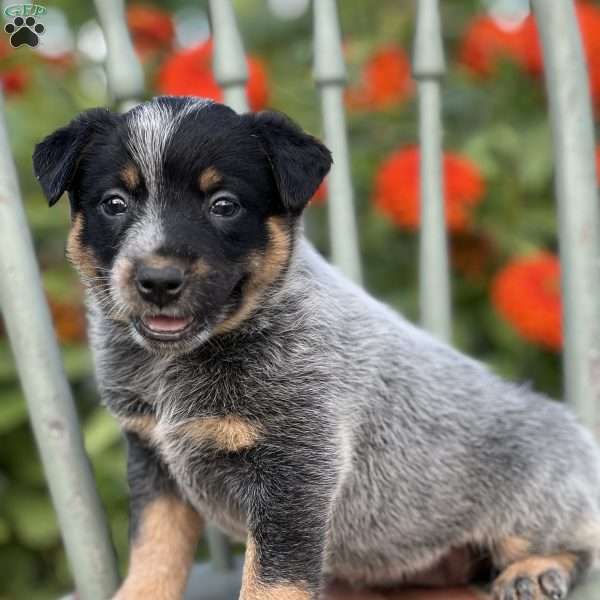 Destiny, Blue Heeler – Australian Cattle Dog Puppy