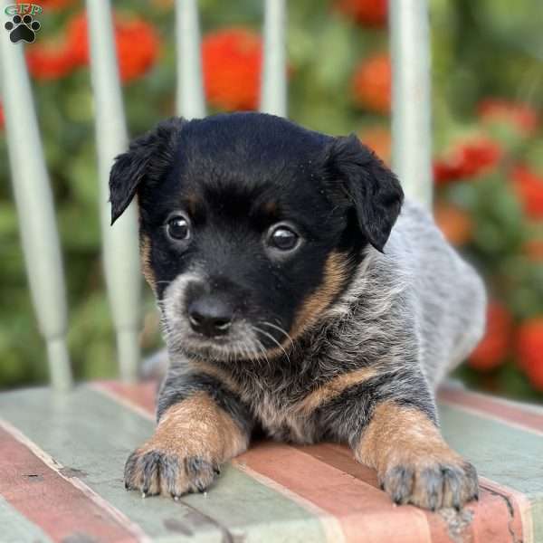 Dior, Blue Heeler – Australian Cattle Dog Puppy