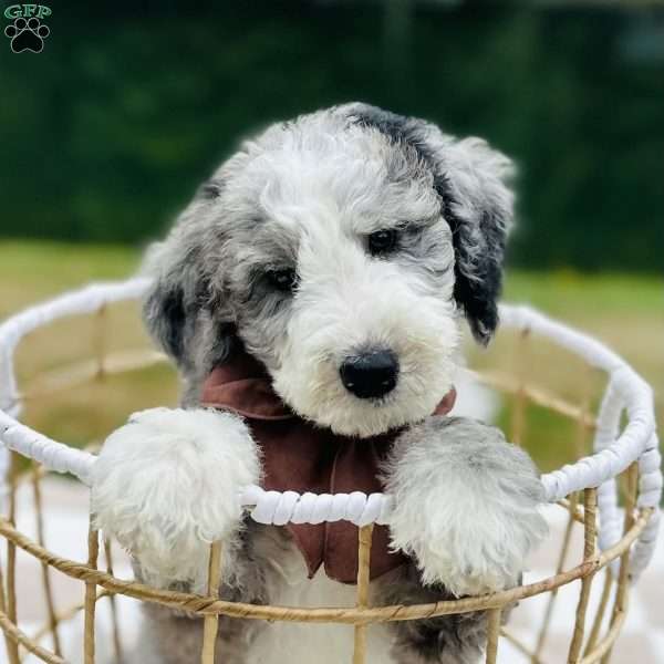 Smokey, Bernedoodle Puppy