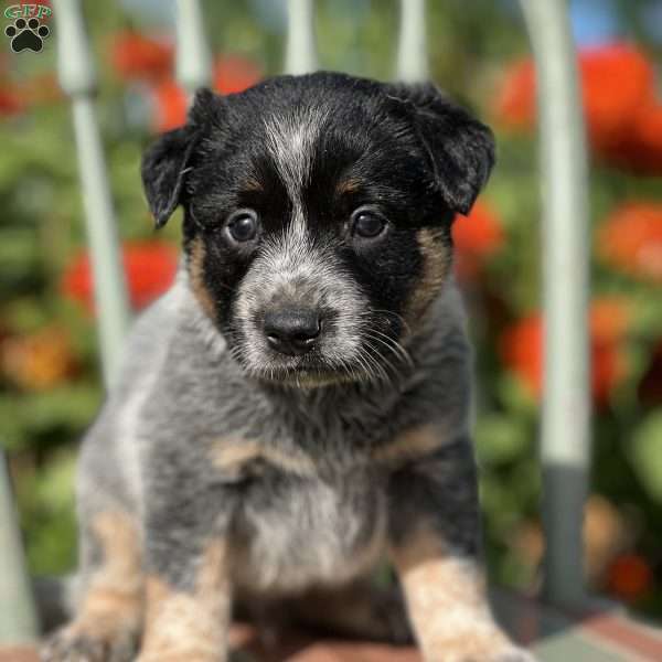 Dylan, Blue Heeler – Australian Cattle Dog Puppy