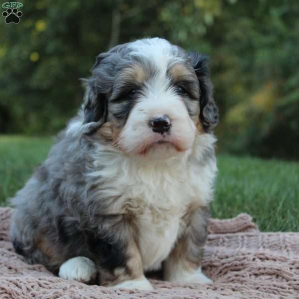 Ricky, Mini Bernedoodle Puppy