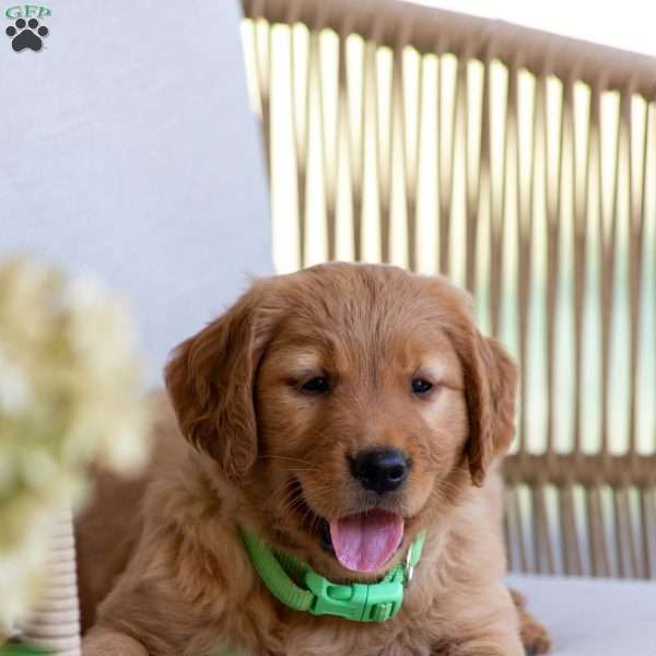 Autumn, Golden Retriever Puppy