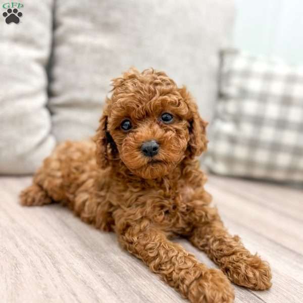 Nash, Miniature Poodle Puppy