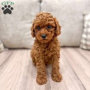 Nash, Miniature Poodle Puppy