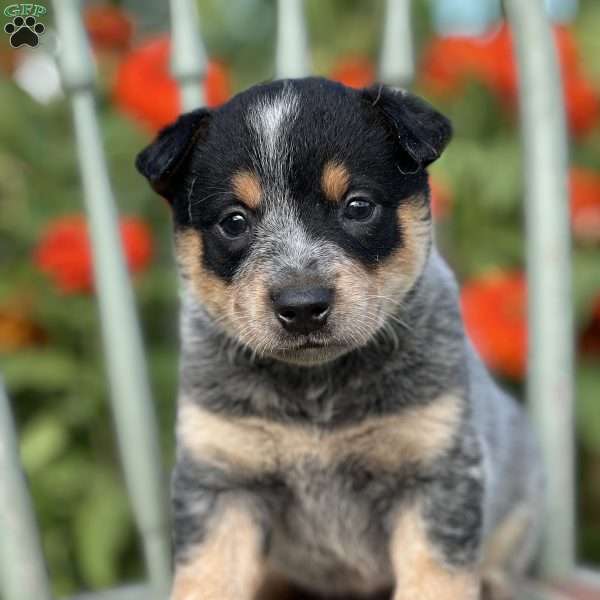 Duke, Blue Heeler – Australian Cattle Dog Puppy