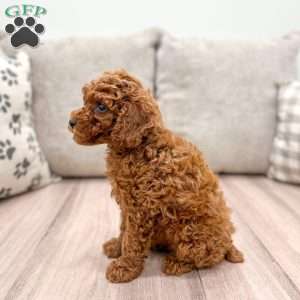 Nash, Miniature Poodle Puppy