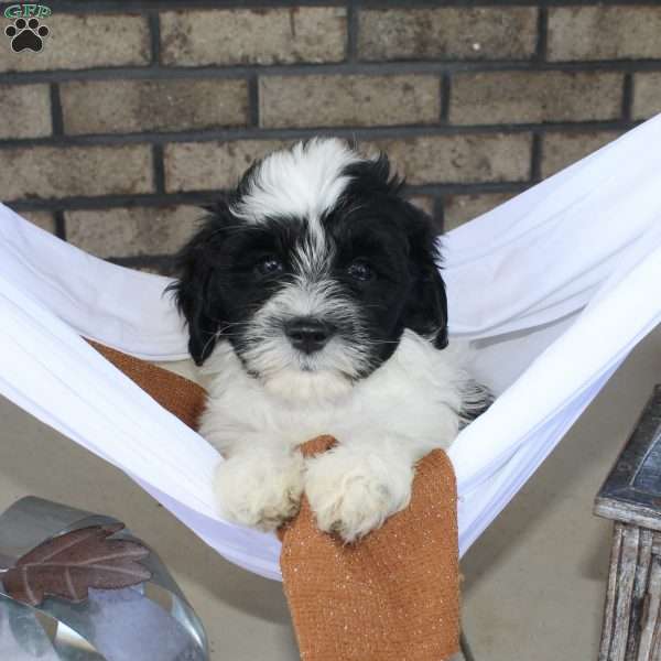 Bella, Portuguese Water Dog Puppy