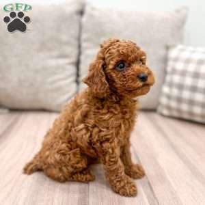 Nash, Miniature Poodle Puppy