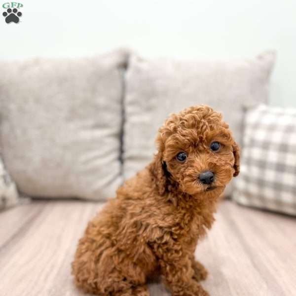 Rio, Miniature Poodle Puppy