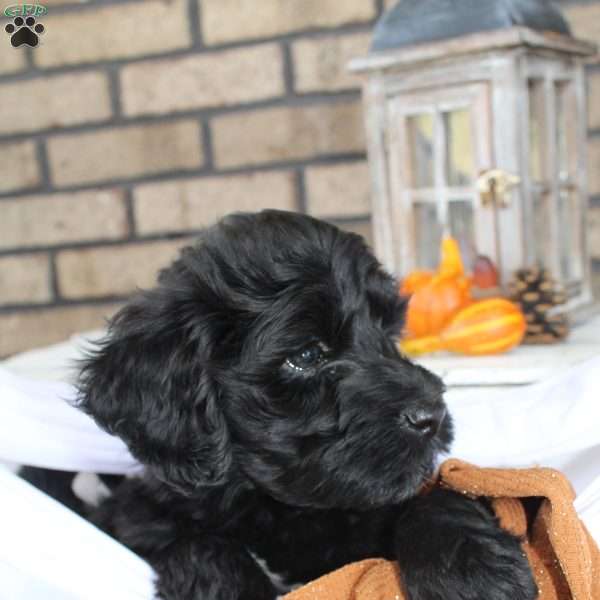 Rio, Portuguese Water Dog Puppy