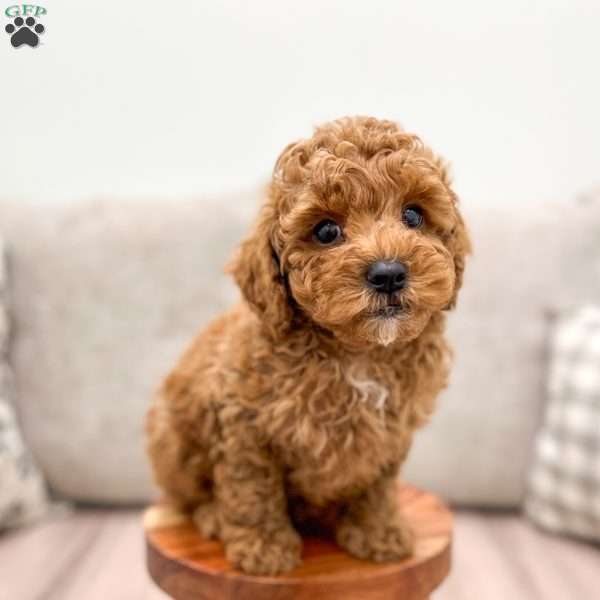 Reese, Miniature Poodle Puppy