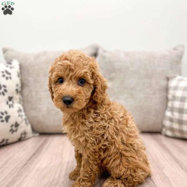 Poppy, Miniature Poodle Puppy