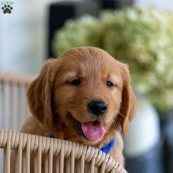 Boots, Golden Retriever Puppy