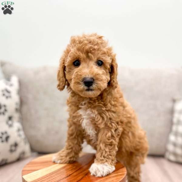 Rori, Miniature Poodle Puppy