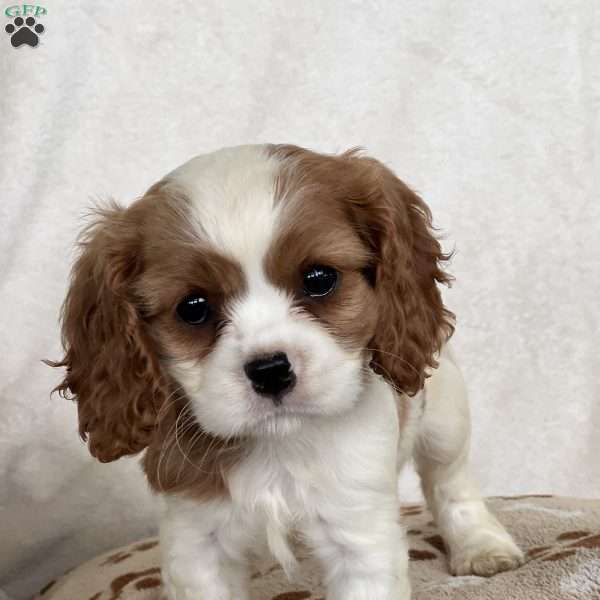 Millie, Cavalier King Charles Spaniel Puppy