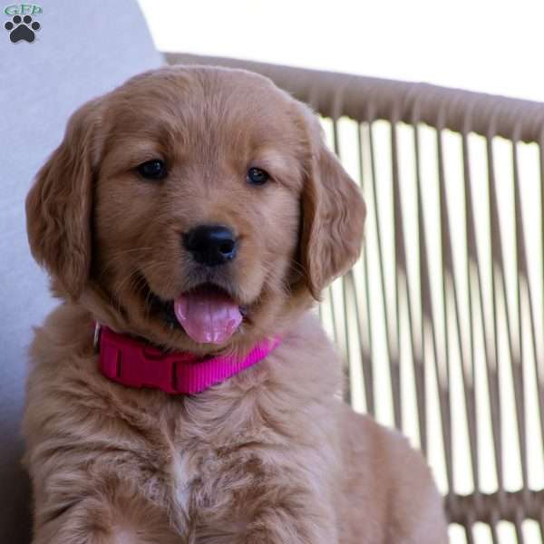 Hazel, Golden Retriever Puppy