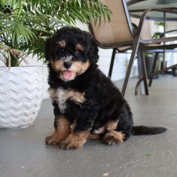 Chester, Mini Bernedoodle Puppy