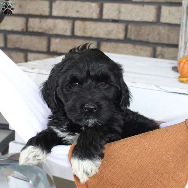 Comet, Portuguese Water Dog Puppy