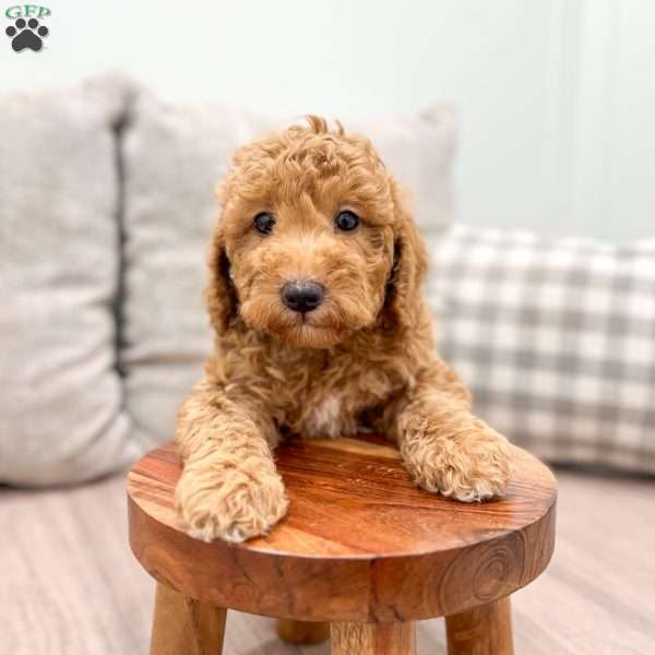 Cade, Miniature Poodle Puppy