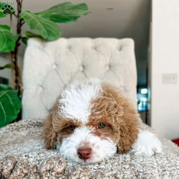 Fitzpatrick, Cockapoo Puppy