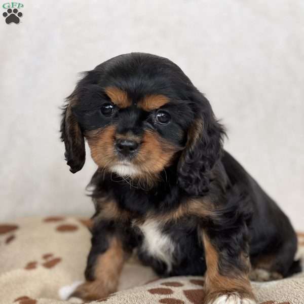 Mika, Cavalier King Charles Spaniel Puppy