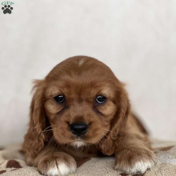 Maurine, Cavalier King Charles Spaniel Puppy