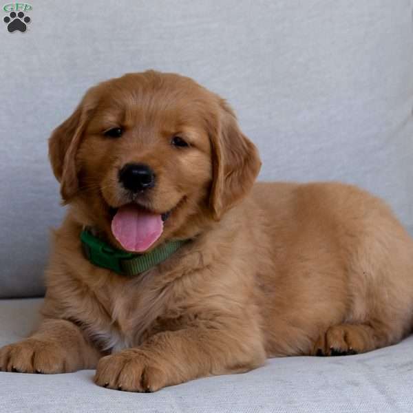 Rusty, Golden Retriever Puppy