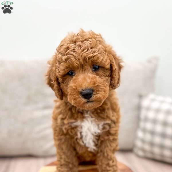 Sawyer, Miniature Poodle Puppy