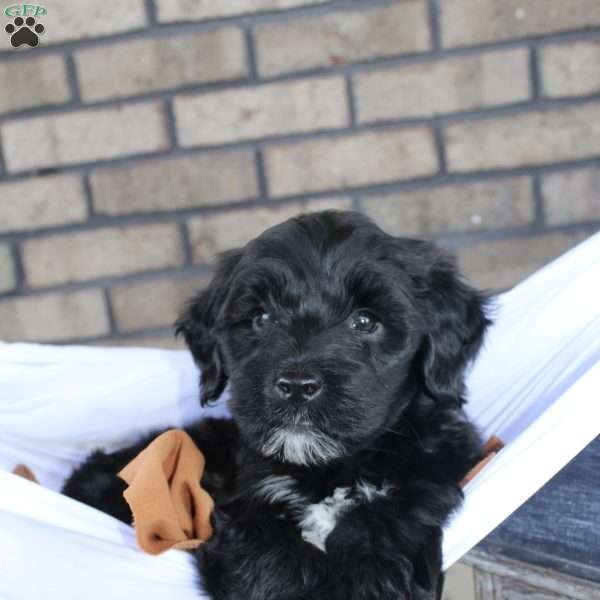 Beckett, Portuguese Water Dog Puppy