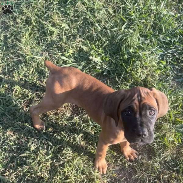 Darcy, Cane Corso Puppy