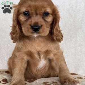 Maurine, Cavalier King Charles Spaniel Puppy