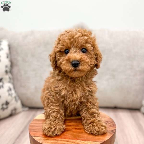 Flynn, Miniature Poodle Puppy