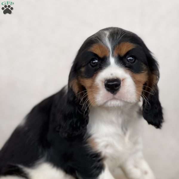 Magan, Cavalier King Charles Spaniel Puppy