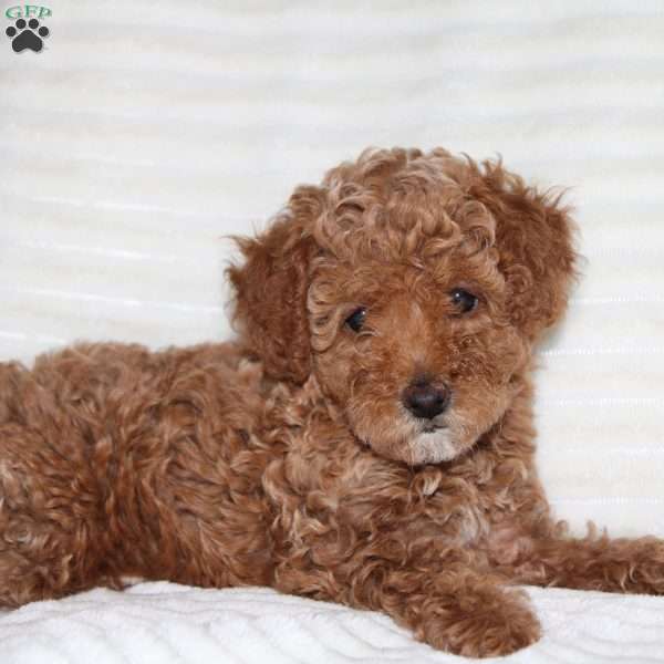 Tansy, Miniature Poodle Puppy