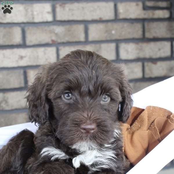 Auggie, Portuguese Water Dog Puppy