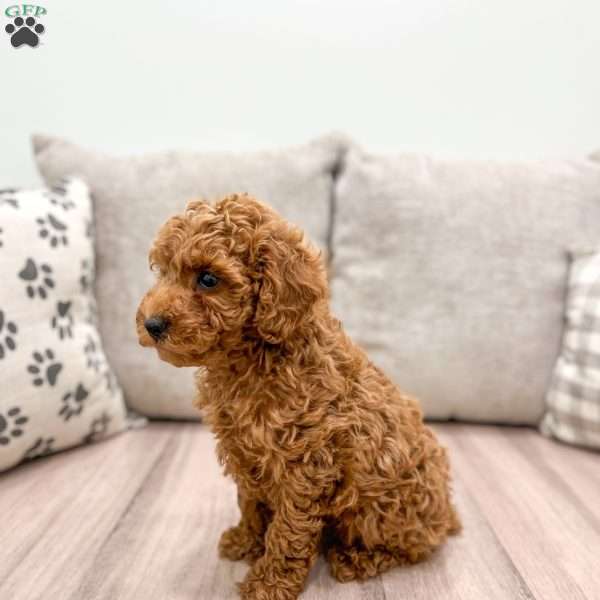 Reid, Miniature Poodle Puppy